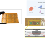 Advancing CRISPR screening in primary synovial cells through automation-integrated microfluidics