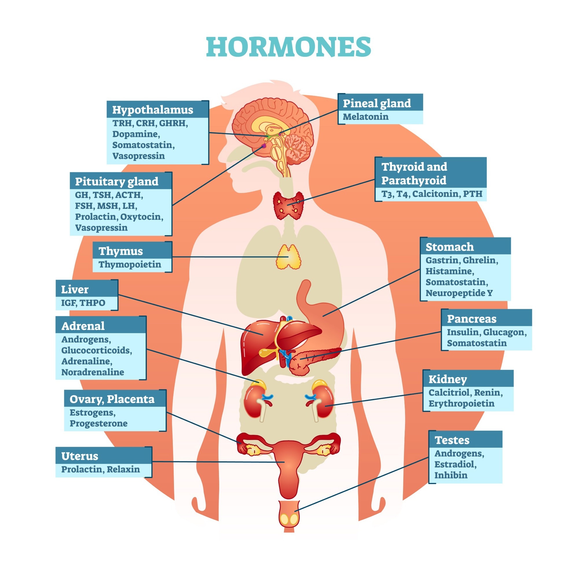 Human body hormones. Image Credit: VectorMine / Shutterstock
