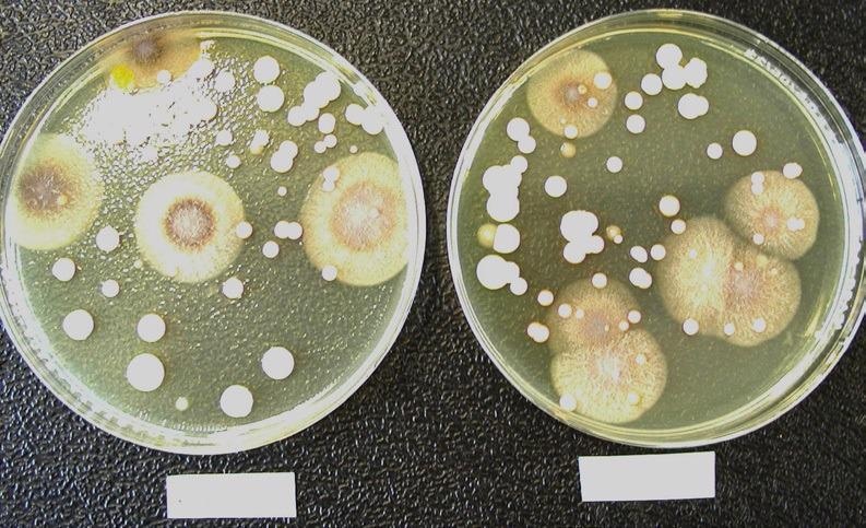 Comparison of the microbiological flora grown on a test filter (left) and its corresponding reference filter (right). The composition of the microbiological population found on the test and reference filters is comparable. Representative soybean-casein-digest agar medium plates showing the microbiological flora grown on a test filter (left) and its corresponding reference filter (right).