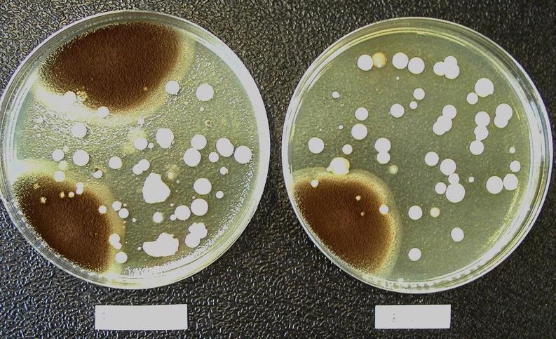 Comparison of the microbiological flora grown on a test filter (left) and its corresponding reference filter (right). The composition of the microbiological population found on the test and reference filters is comparable. Representative soybean-casein-digest agar medium plates showing the microbiological flora grown on a test filter (left) and its corresponding reference filter (right).