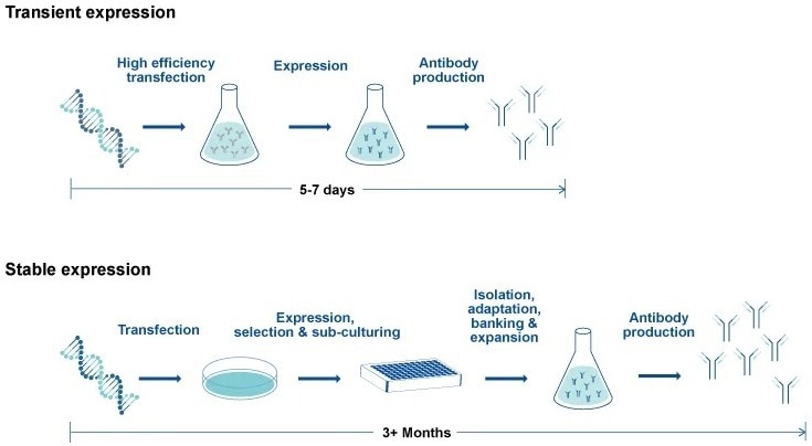 Using Chinese hamster ovary cells as a bioprocessing tool