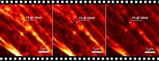 AFM in living cell experiments