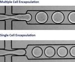 Single B cell screening: How it aids in antibody discovery