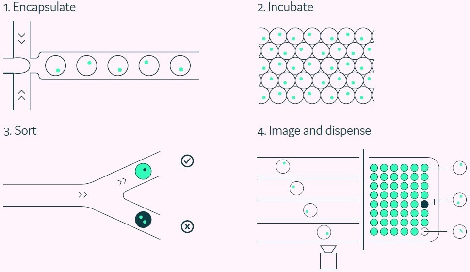 Fast track antibodies: Identifying and isolating rare antibody-secreting cells effectively