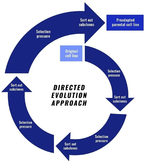 The best practices to enhance cell line development
