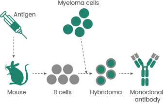 The importance of recombinant antibody production in drug discovery
