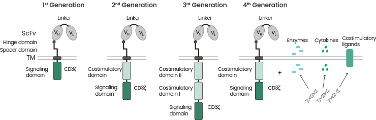 The promise of CAR-T therapy in cancer treatment