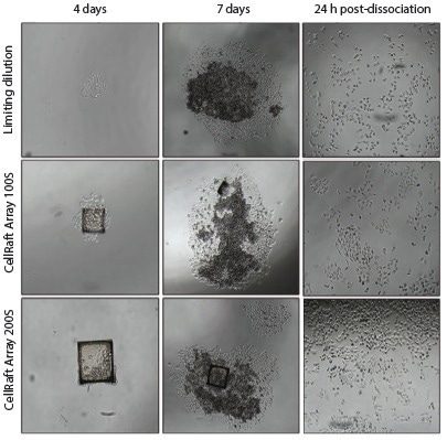 Overcoming the challenges of limiting dilution