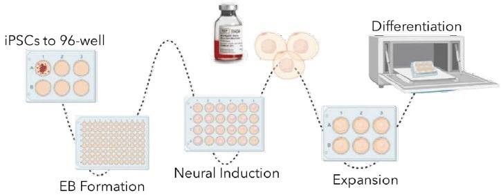 What platforms to develop clonal iPSC derived organoids?