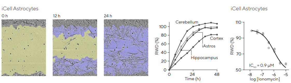 Brain region dependent astrocytic migration post-injury and pharmacological modulation. Primary (Cortex, Hippocampus, Cerebellum) or iPSC (iCell, Fujifilm) astrocytes were seeded in Incucyte® Imagelock 96-well Plates at 30,000 cells/well and precise, reproducible wounds were created with the Incucyte® Woundmaker. Images were acquired using the Incucyte® Live-Cell Analysis System. Images show migration of iPSC derived iCell Astrocytes at 0, 12, and 24 h post-injury, allowing qualitative morphological assessment. Segmentation indicates initial wound mask (blue) and time-dependent mask (yellow). Time-course profiles compare rate of wound closure for different brain regions with cerebellar astroglia migrating the fastest. For pharmacological studies, iPSC astroglia were incubated with ionomycin (0.01–10 µM) at time of wounding. A concentration-dependent inhibition of migration was observed (IC50 = 0.9 µM). Data presented as mean ± SEM, 3 replicates