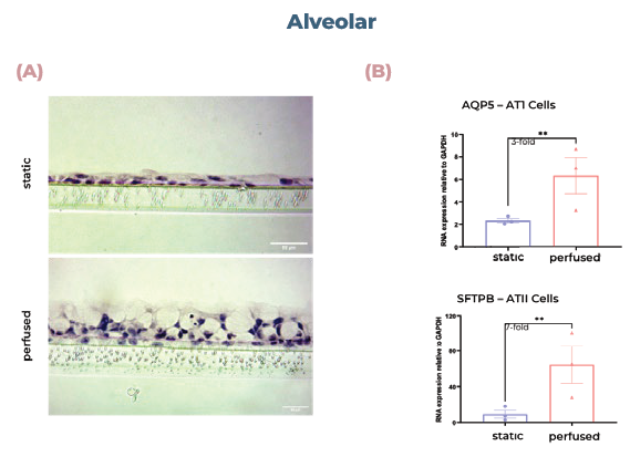 Alveolar and bronchial cells cultured in MPS display superior tissue formation and differentiate into physiologically relevant cell phenotypes. (A) Alveolar tissues were sectioned and visualised using H&E staining. (B) qPCR analysis of alveolar cultures expression of AQP5 (AT1 cells) or SFTPB (ATII cells). (C) qPCR analysis of bronchial cultures expression of MUC5AC (goblet cells) or SCGB1A1 (club cells). (D) Bronchial tissues were sectioned and visualised using H&E staining. Scale bar, 50 μm.