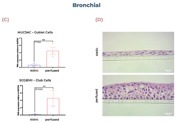 Alveolar and bronchial cells cultured in MPS display superior tissue formation and differentiate into physiologically relevant cell phenotypes. (A) Alveolar tissues were sectioned and visualised using H&E staining. (B) qPCR analysis of alveolar cultures expression of AQP5 (AT1 cells) or SFTPB (ATII cells). (C) qPCR analysis of bronchial cultures expression of MUC5AC (goblet cells) or SCGB1A1 (club cells). (D) Bronchial tissues were sectioned and visualised using H&E staining. Scale bar, 50 μm.