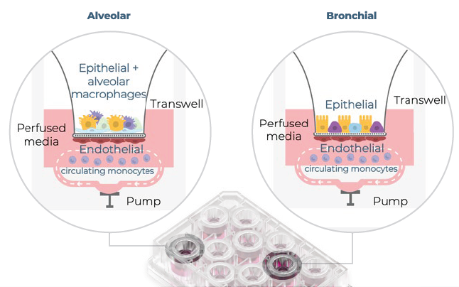 A visual representation of the alveolar and bronchial MPS models. Using CN Bio