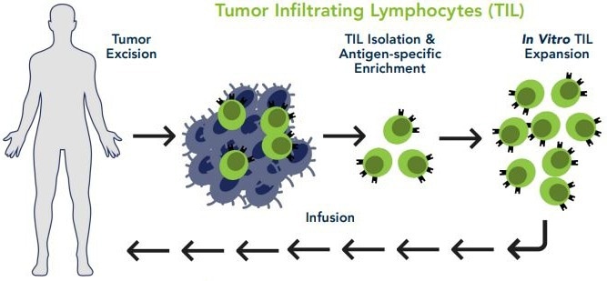 Extraction of tumor-infiltrating lymphocytes from disintegrated tumor cells