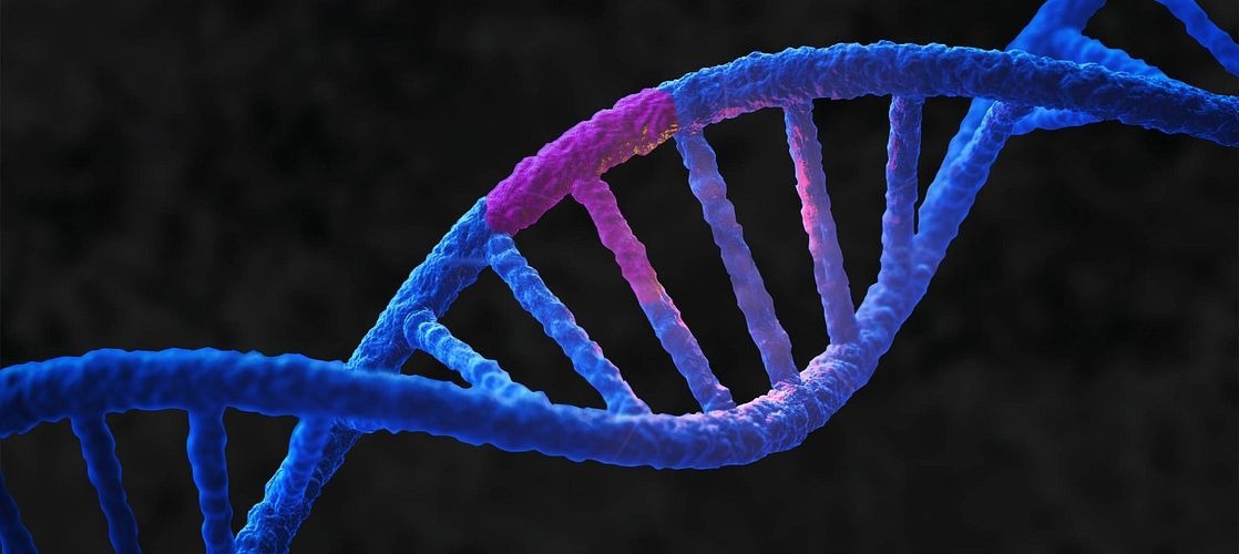 Novel ASO screening study paves the way for duchenne muscular dystrophy (DMD) therapy advancements