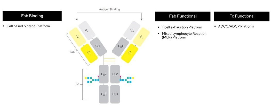 Assays within the BioOutsouce immuno-oncology toolbox that utilize the iQue® Screener.