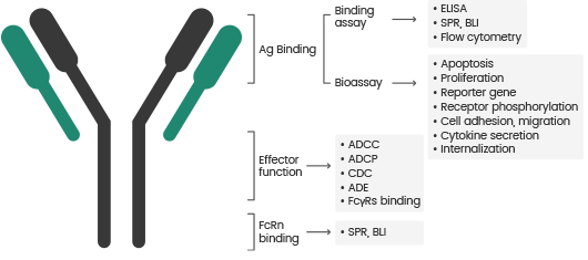 Bioactivity Evaluation Methods of Antibody Drugs.