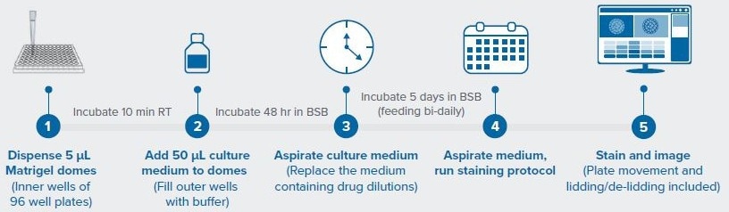 Workflow for automated PDO drug screen.