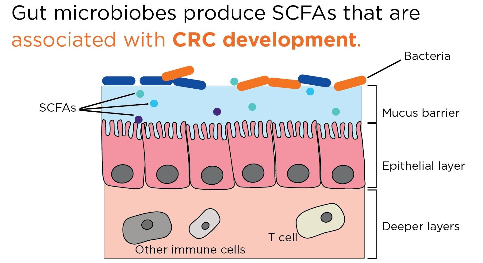 Can studying the microbiome help with cancer research?