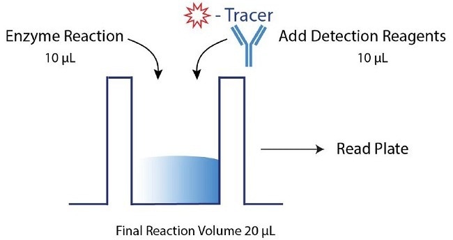 Transcreener dAMP FP Assay Procedure. The Transcreener dAMP Exonuclease Assay relies on a simple, but robust, mix-and-read procedure that is compatible with 96, 384, and 1536-well formats. The assay is performed by running an enzyme reaction followed by the addition of detection reagents. Data can then be obtained with a compatible plate reader. Here a 10 µL enzyme reaction was completed, followed by adding 10 µL detection reagents in a 384-well format.