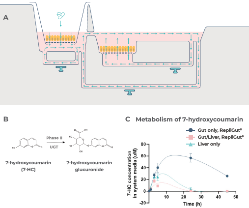 First pass metabolism can be modeled by the primary cell Gut/Liver MPS