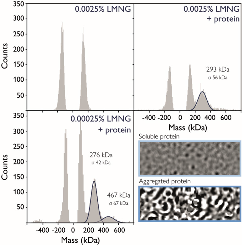 Mass photometry measurement of a protein in detergent