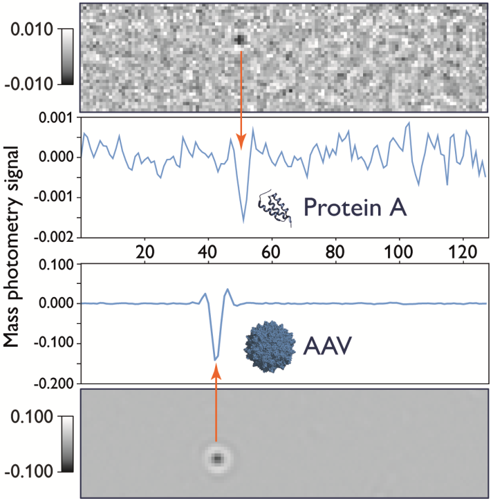 Mass photometry signal scales with particle size