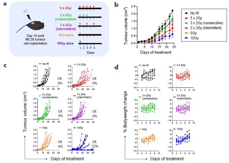 Fractionated IR is efficacious and well tolerated in C57BL/6 MC38 tumour-bearing mice. (a) Study schematic, (b) mean tumour volume (±SEM), (c) individual tumour volume, (d) individual % change in bodyweight over one week of treatment. n = 9 or 10 per group, CR = complete response.