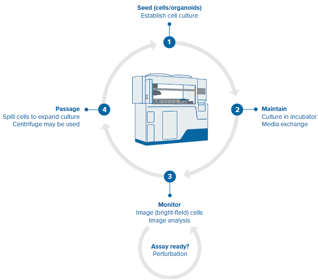 Steps of the organoid culture and passaging protocol