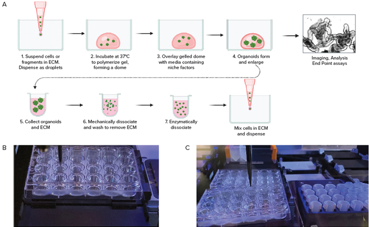 A. Schematic diagram of organoid culture workflow. B. Automated seeding organoids in domes; C. Cell collection by Hamilton liquid handling system.