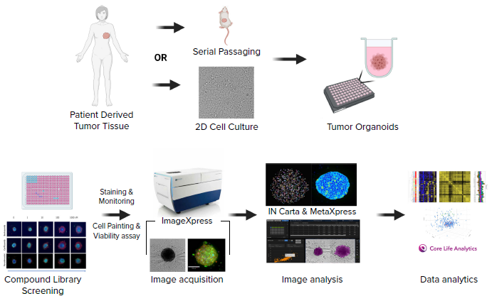 Schematic diagram of the experimental workflow including generation of a patient-derived cell line, formation of tumoroids in 384 well U-shape, low attachment plates, compound treatment, staining, imaging, and analysis