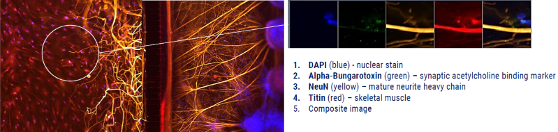 2D model: Neuromuscular junction (NMJ) built with axoCells motor neurons and skeletal muscle in co-cultureXona microfluidics co-culture of axoCells human iPSC-derived motor neurons and skeletal muscle as an NMJ model. The motor neurons (stained yellow using NeuN) completely overlap the postsynaptic acetylcholine receptors (stained green using fluorescent α bungarotoxin conjugates) and skeletal muscle (stained red using Titin)