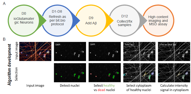 Schematic representation of experimental setup of assays performed to evaluate the impact of the exposure of ioGlutamatergic neurons to β-amyloid aggregates. (A) Workflow and experimental timelines (B) High content imaging and analysis was performed using the Yokogawa CV8000 and an algorithm that was developed in-house using PE Columbus 2.9.1 for quantification.