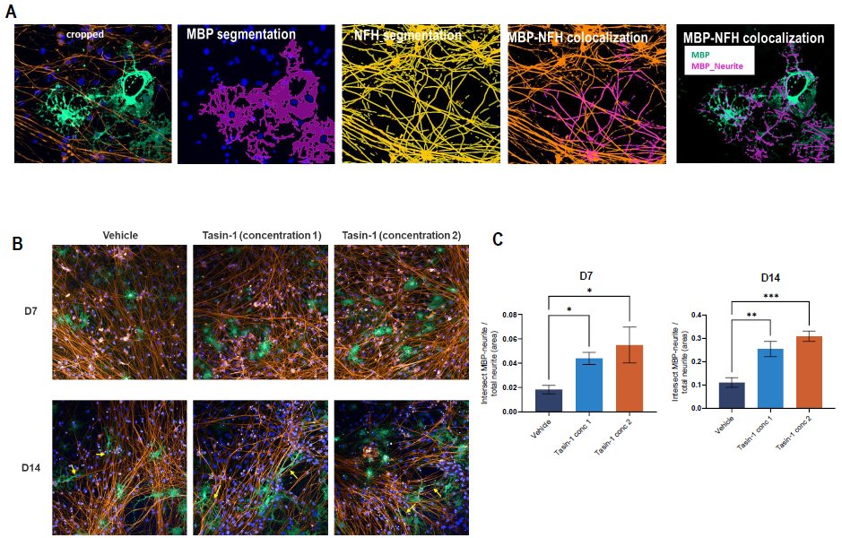 Neurite/axonal wrapping wrapping in ioGlutamatergic Neuron and ioOligodendrocyte co-culture.