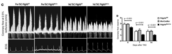 Publication 3. Pdgfrb knockout mice have reduced coronary flow reserve capacity compared to controls after TAC surgery. (C) Representative ultrasonography tracings of hyperemic coronary flow before and 14 days after TAC in control Pdgfrbfl/fl and PdgfrbMerCre mice. (D) CFR quantification in Pdgfrbfl/fl, MerCreMer, and PdgfrbMerCre mice (n = 7 per group at each time point). P values were calculated using ANOVA, and Tukey’s test indicated significant differences between PdgfrbMerCre and control mice (Pdgfrbfl/fl and MerCreMer)