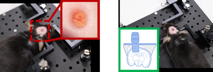Mouse animal models implanted with (A) Cranial imaging window, and (B) Cranial imaging cannula