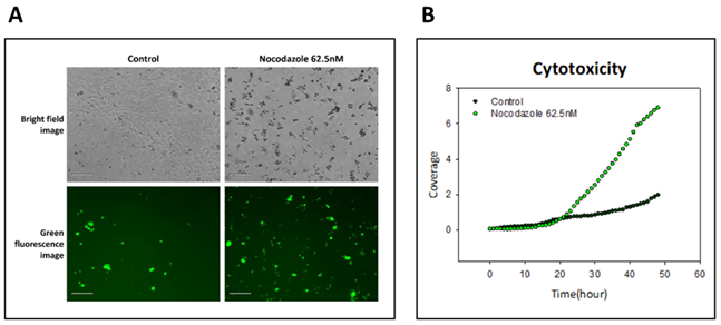 (A) Cell image after 35 hours from the treatment with 62.5 nM nocodazole (Scale bar, 200 um). (B) Fluorescence coverage by hour