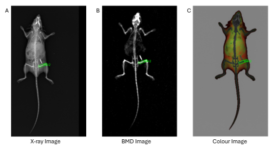 Example mouse images from study. Mouse 38 (Female, C57BL/6, Normal Diet). A) X-ray image. B) BMD Image. C) Colour image (lean mass in green, and fat mass in red).