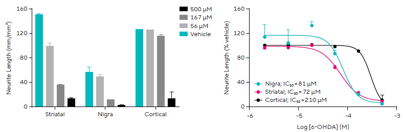 6-OHDA selectively effects neurons from different brain regions. Rat primary neurons co-cultured with astrocytes respond differently to 6-OHDA, with live-cell analysis showing selective effects on substantia nigra and striatal neurite outgrowth compared to cortical regions.