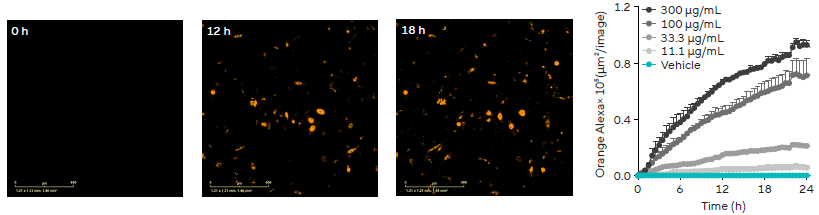 Phagocytosis of α-synuclein in PD neuro-inflammatory model. iPSC-derived microglia engulf aggregated α-synuclein in a time- and concentration-dependent manner, as shown by an increase in orange fluorescence area following engulfment.