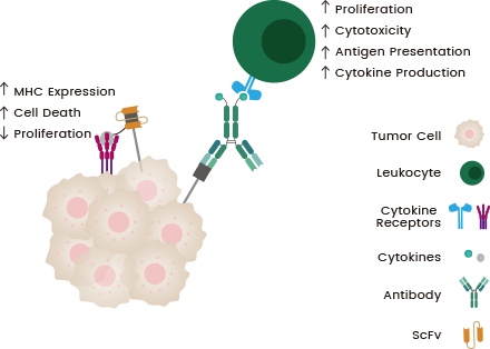 Mechanisms of anti-cancer action of immunocytokines 9