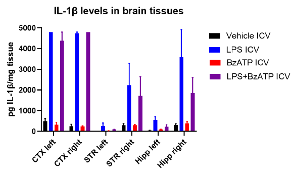 Cannulated freely-moving ICV administration