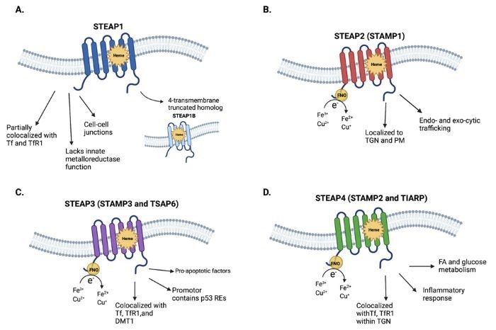 The structures and physiological characteristics of STEAP1-4