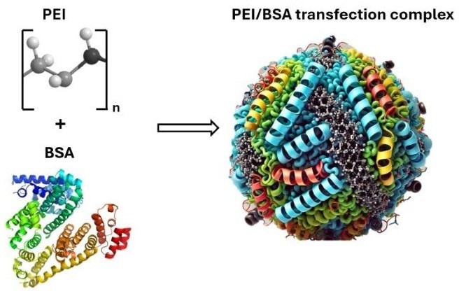 Combination of BSA and PEI to generate nanoparticles via complexation