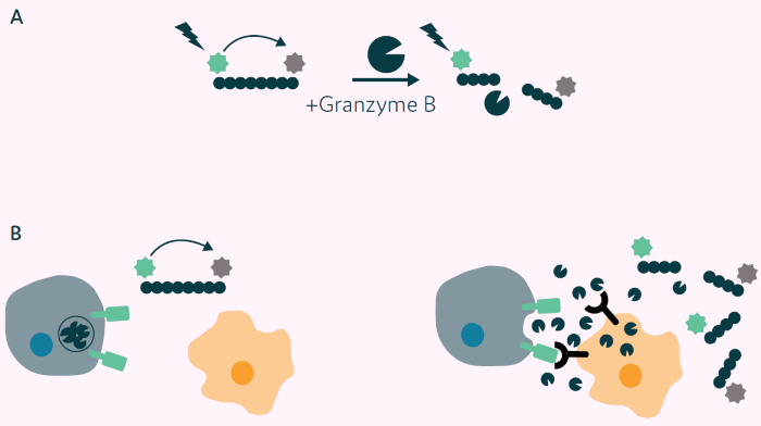 Principle of Granzyme B detection assay. A) Granzyme B substrate peptide labelled with 5-FAM (green star) and a QXL®-520 fluorophore quencher (grey star). No fluorescence is detected on excitation due to Fluorescence Resonance Energy Transfer (FRET) from 5-FAM to QXL®-520 (left side). On cleavage with Granzyme B the quenching molecule is removed, and fluorescence is emitted from 5-FAM (right side). B) Application of Granzyme B activity assay to CAR-T cell/target cell interaction. Left: CAR-T cell and nontarget cell, no CAR mediated signal, no Granzyme B release, 5-FAM fluorescence quenched. Right: CAR-T cell interaction with target cell results in CAR mediated signal, Granzyme B release, substrate peptide cleavage, release of the quencher and fluorescence is then detected.