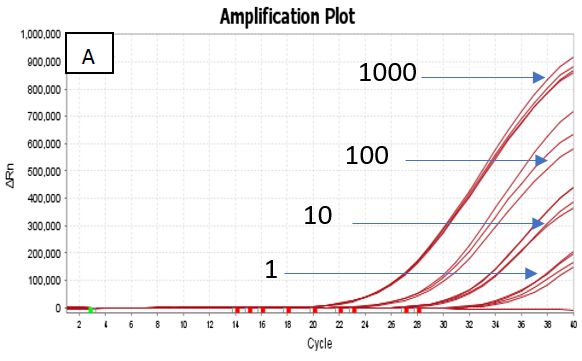 Dilution series (1000 copies/μl, 100 copies/μl, 10 copies/μl and 1 copy/ μl) of A) Quantitative Genomic DNA from Mycobacterium tuberculosis strain H37Ra (ATCC 25177DQ) and B) Quantitative Genomic DNA from Mycobacterium avium subsp. paratuberculosis strain K‐10 (ATCC BAA‐968D) run on the Applied Biosystems Quant Studio 5 Real Time PCR Systems.