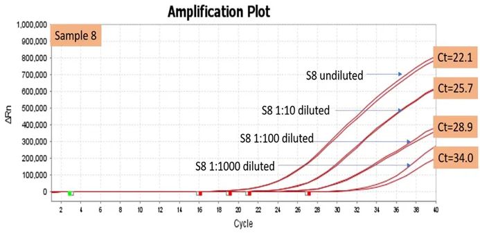 Image showing amplification of Sample 8 and its dilution series (1:10-1:1000) with the corresponding Ct values confirmed by Hi-PCR® MTB/NTM Probe PCR kit on Applied Biosystems Quant Studio 5 Real Time PCR System