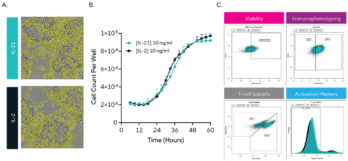 Using Live-cell Analysis and HTS Cytometry for T-Cell Characterization in the presence of IL-2 or IL-21 Cells were monitored over 60 hours using live-cell analysis and HTS cytometry. A) HD phase-contrast images and Cell-by-Cell segmentation showing T-cells at 36 hours. B) Kinetic T-cell proliferation profile for both cytokines. C) Representative histograms and scatter plots showing T-cell characterization gating strategies at 24 hours. Data are presented as mean ± SEM with n = 1 donor (2-6 replicates, 4 images per well)