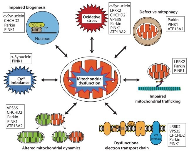 Representative pathways of mitochondrial dysfunction implicated in the pathophysiology of PD. The listed proteins contribute pathologically to the different pathways.