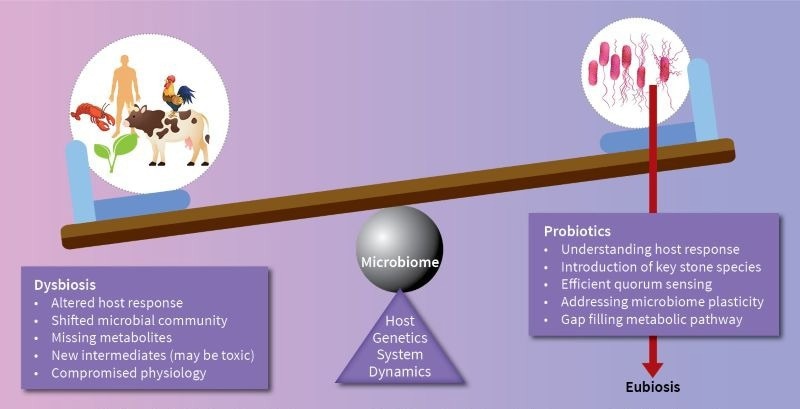 Eubiosis and dysbiosis affect the human gut microbiome